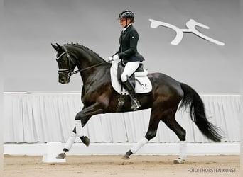 Hanovrien, Jument, 5 Ans, 162 cm, Bai