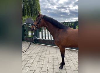 Hanovrien, Jument, 5 Ans, 162 cm, Bai