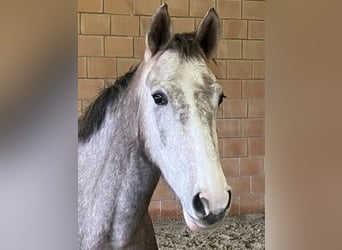 Hanovrien, Jument, 5 Ans, 162 cm, Gris