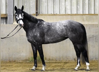 Hanovrien, Jument, 5 Ans, 162 cm, Gris