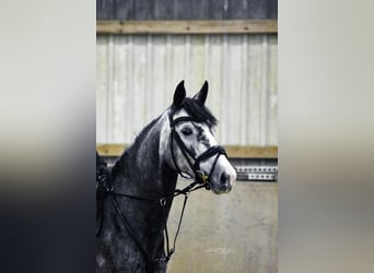 Hanovrien, Jument, 5 Ans, 162 cm, Gris