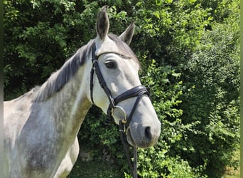 Hanovrien, Jument, 5 Ans, 162 cm, Gris