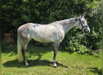 Hanovrien, Jument, 5 Ans, 162 cm, Gris
