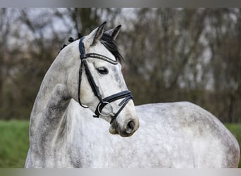 Hanovrien, Jument, 5 Ans, 162 cm, Gris