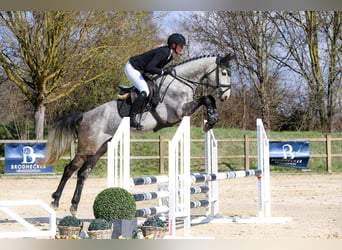 Hanovrien, Jument, 5 Ans, 162 cm, Gris
