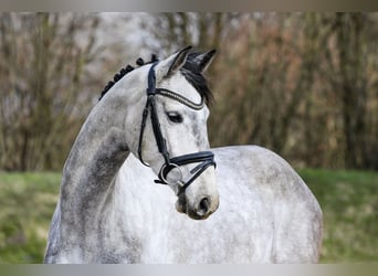 Hanovrien, Jument, 5 Ans, 162 cm, Gris