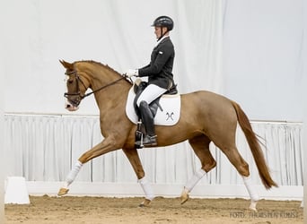 Hanovrien, Jument, 5 Ans, 163 cm, Alezan