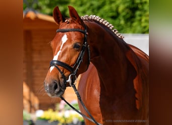 Hanovrien, Jument, 5 Ans, 163 cm, Bai