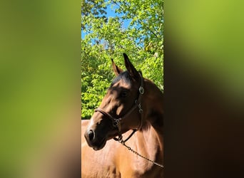 Hanovrien, Jument, 5 Ans, 163 cm, Bai