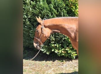 Hanovrien, Jument, 5 Ans, 163 cm, Bai