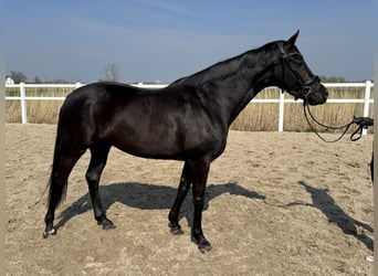 Hanovrien, Jument, 5 Ans, 163 cm, Noir