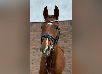 Hanovrien, Jument, 5 Ans, 164 cm, Alezan