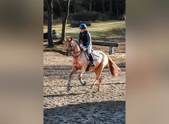 Hanovrien, Jument, 5 Ans, 164 cm, Alezan