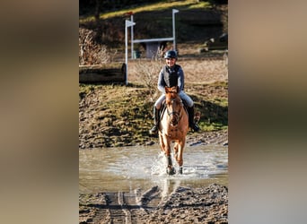 Hanovrien, Jument, 5 Ans, 164 cm, Alezan