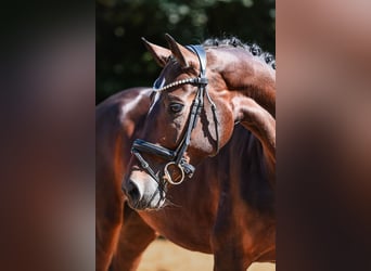Hanovrien, Jument, 5 Ans, 164 cm, Bai brun