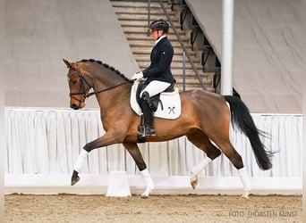 Hanovrien, Jument, 5 Ans, 164 cm, Bai