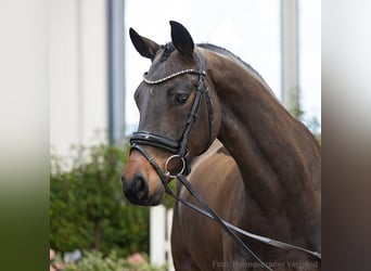 Hanovrien, Jument, 5 Ans, 164 cm, Bai