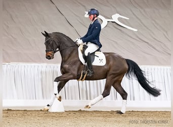 Hanovrien, Jument, 5 Ans, 164 cm, Bai