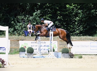 Hanovrien, Jument, 5 Ans, 164 cm, Bai
