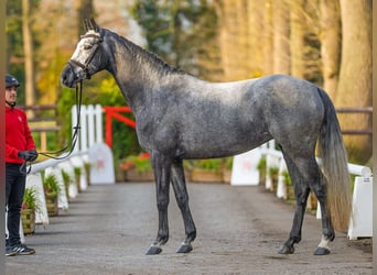 Hanovrien, Jument, 5 Ans, 164 cm, Gris