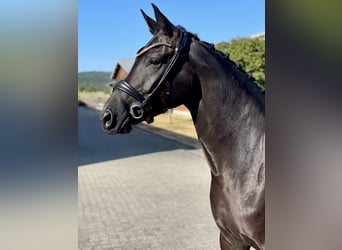 Hanovrien, Jument, 5 Ans, 164 cm, Noir