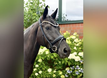 Hanovrien, Jument, 5 Ans, 164 cm, Noir