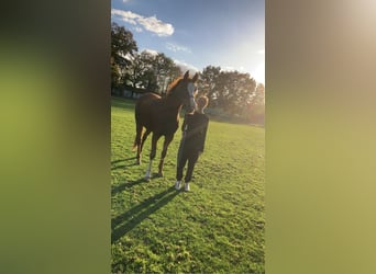 Hanovrien, Jument, 5 Ans, 165 cm, Alezan