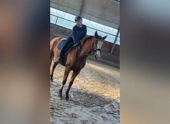 Hanovrien, Jument, 5 Ans, 165 cm, Alezan