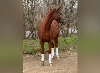 Hanovrien, Jument, 5 Ans, 165 cm, Alezan