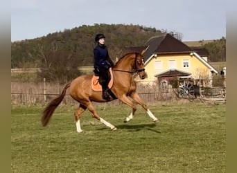 Hanovrien, Jument, 5 Ans, 165 cm, Alezan