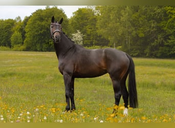 Hanovrien, Jument, 5 Ans, 165 cm, Bai brun