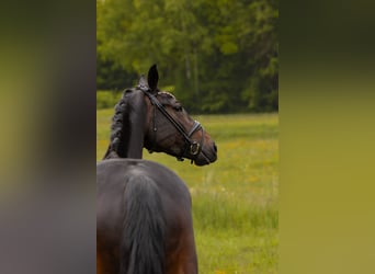 Hanovrien, Jument, 5 Ans, 165 cm, Bai brun