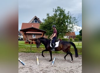 Hanovrien, Jument, 5 Ans, 165 cm, Bai brun