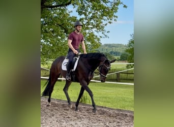 Hanovrien, Jument, 5 Ans, 165 cm, Bai brun