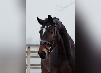 Hanovrien, Jument, 5 Ans, 165 cm, Bai brun