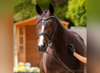 Hanovrien, Jument, 5 Ans, 165 cm, Bai brun