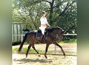 Hanovrien, Jument, 5 Ans, 165 cm, Bai brun foncé