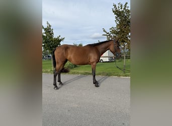 Hanovrien Croisé, Jument, 5 Ans, 165 cm, Bai cerise