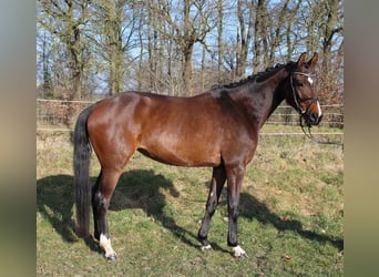 Hanovrien, Jument, 5 Ans, 165 cm, Bai
