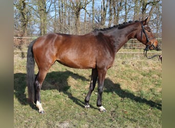 Hanovrien, Jument, 5 Ans, 165 cm, Bai