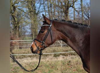Hanovrien, Jument, 5 Ans, 165 cm, Bai