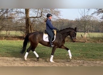 Hanovrien, Jument, 5 Ans, 165 cm, Bai