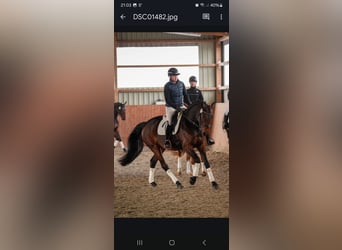 Hanovrien, Jument, 5 Ans, 165 cm, Bai