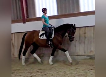 Hanovrien, Jument, 5 Ans, 165 cm, Bai