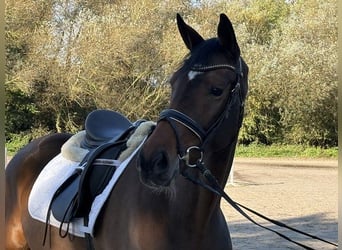 Hanovrien, Jument, 5 Ans, 165 cm, Bai