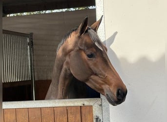 Hanovrien, Jument, 5 Ans, 165 cm, Bai