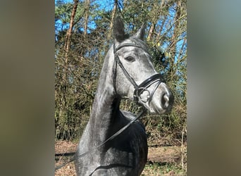 Hanovrien, Jument, 5 Ans, 165 cm, Gris