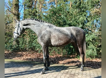Hanovrien, Jument, 5 Ans, 165 cm, Gris