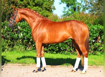 Hanovrien, Jument, 5 Ans, 166 cm, Alezan