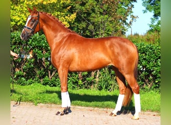 Hanovrien, Jument, 5 Ans, 166 cm, Alezan